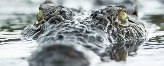 You Can’t Train a Crocodile from 20 Feet Away