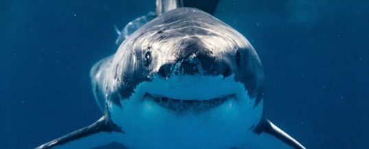 The Shark That Made “Jaws” Great (and What It Teaches About Creativity)