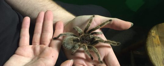 The Tarantula, the Terror, and the Truth About Innovation